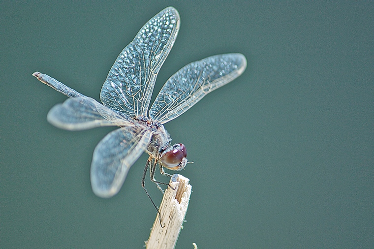 Orthetrum trinacria ??